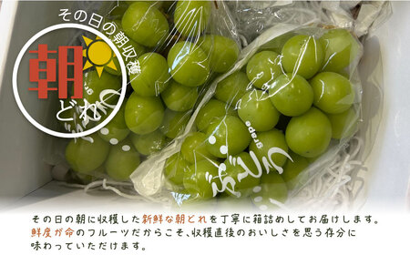 【2026年先行予約】シャインマスカット 2房　（約1.0kg）｜シャインマスカット フルーツ