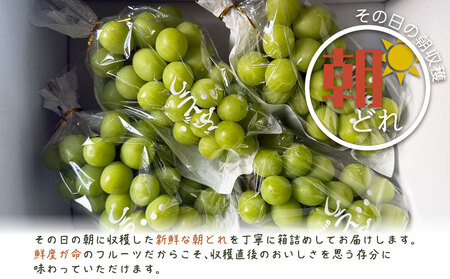 【2026年先行予約】シャインマスカット  3-4房　（約2.0kg）｜シャインマスカット フルーツ