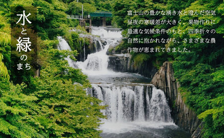 【2026年先行予約】シャインマスカット  3-4房　（約2.0kg）｜シャインマスカット フルーツ