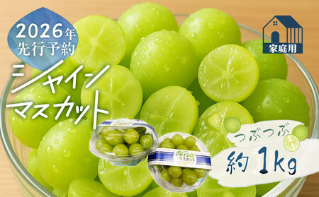 【2026年先行予約】ご家庭用つぶつぶ　シャインマスカット（約1.0kg）｜シャインマスカット フルーツ