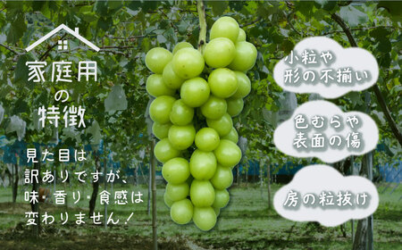 【ふるなび限定】ご家庭用つぶつぶ　シャインマスカット（約1.5kg）【2026年先行予約】｜シャインマスカット フルーツ　FN-Limited-SP