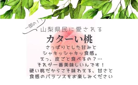 【2026年　先行予約】日本一の産地山梨県産　朝採れカターい桃２Kg（5～8房）｜先行 先行予約 ２０２６年　山梨 桃 もも モモ 硬い桃 固い桃 フルーツ
