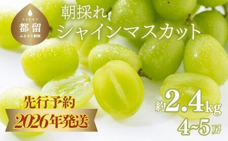 【2026年先行予約】　シャインマスカット約2.4kg（4~5房）｜シャインマスカット フルーツ