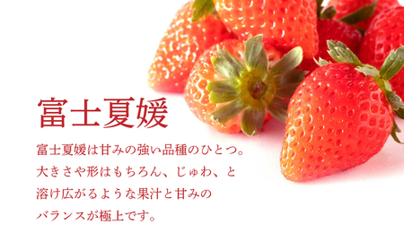 湧水のミネラルたっぷり 山梨の夏いちご 富士夏媛 大粒１２ １６粒入り 400g 山梨県都留市 ふるさと納税サイト ふるなび