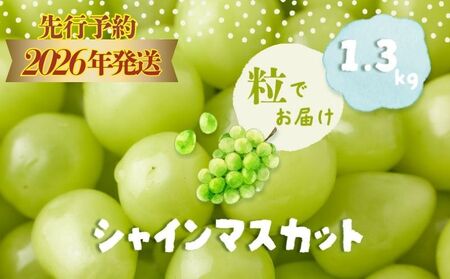 【2026年先行予約】シャインマスカット約1.3kg　（粒）｜シャインマスカット フルーツ