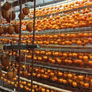 冬の銘菓「枯露柿」　2号箱(約1kg　12～20個入)【1017353】