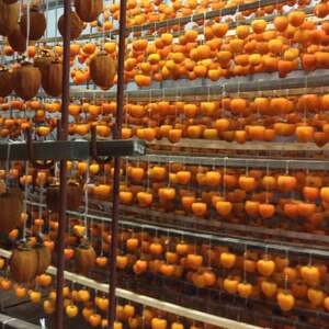 冬の銘菓「枯露柿」　1号箱(約1.4kg　12～20個入)【1017354】