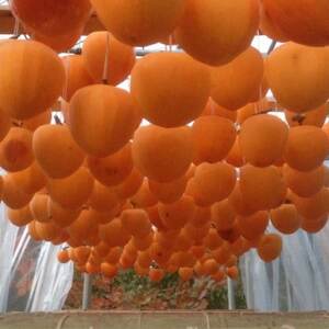 山梨市産高級干し柿・枯露柿約800g(12~16個入)生産者直送!【1452224】