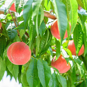 【発送月固定定期便】桃好きさん、集まれ~!個性ある3種のももが楽しめる全3回【配送不可地域:離島・沖縄県】【4005028】