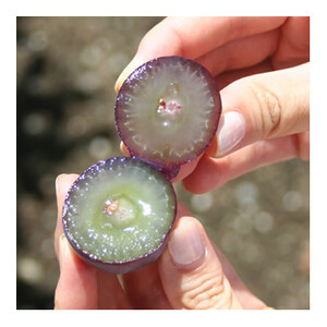 【2026年発送分先行受付】藤稔 ふじみのり (種なし) 2房 約1kg 話題の大粒ぶどう【配送不可地域：離島・沖縄県】【1289158】