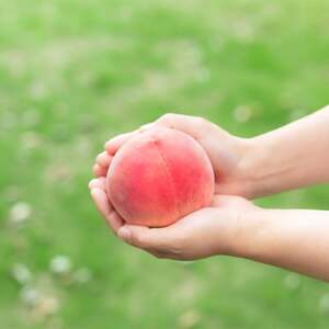 【2026年 先行受付】日本一の桃の里 山梨直送!完熟桃4~6玉 約1.5kg ギフト化粧箱入り【配送不可地域:離島・沖縄県】【1360079】