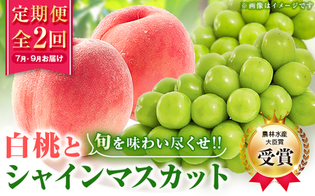 【発送月固定定期便】【農林水産大臣賞受賞!!】山梨の白桃とシャインマスカットの全2回 各1kg以上_甘いシャインマスカット あまいシャインマスカット 美味しいシャインマスカット おいしいシャインマスカット 人気のシャインマスカット 瑞々しいシャインマスカット _【配送不可地域:離島・沖縄県】【4005369】