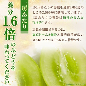 【発送月固定定期便】【農林水産大臣賞受賞!!】山梨の白桃とシャインマスカットの全2回 各1kg以上_甘いシャインマスカット あまいシャインマスカット 美味しいシャインマスカット おいしいシャインマスカット 人気のシャインマスカット 瑞々しいシャインマスカット _【配送不可地域:離島・沖縄県】【4005369】