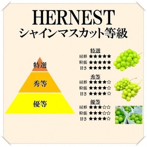 山梨県山梨市産　旬の採れたてシャインマスカット　優等品　約1kg　2～3房【配送不可地域：離島】【1459692】