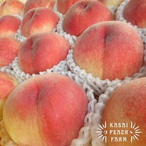 【2026年発送先行受付】厳選朝採り桃 山梨の笠井桃園の桃 3kg【配送不可地域：離島】【1456517】