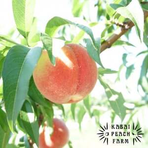 【2026年発送先行受付】厳選朝採り桃 山梨の笠井桃園の桃 3kg【配送不可地域：離島】【1456517】