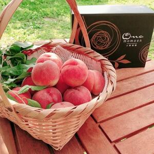 【一流シェフを唸らす逸品】リピーターNo.1樹上完熟桃ギリギリ限界まで完熟2026年8月下旬より発送【配送不可地域：離島・北海道・沖縄県・中国・四国・九州】【1459516】