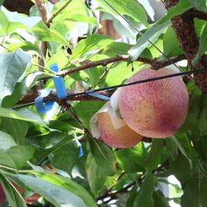 【ふるさと納税】2026年先行予約 山梨県山梨市産 貴陽すもも 約1.5kg (8玉～10玉程度)【配送不可地域：離島】【1316279】