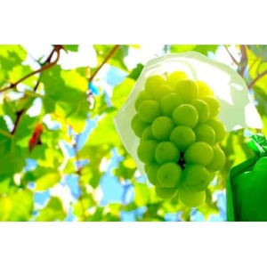 【2026年先行受付】訳あり 粒 シャインマスカット 約1kg【配送不可地域：離島・沖縄県】【1419892】