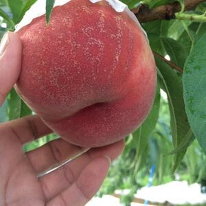 ゴールデンTV出演で話題沸騰通なファンが好む本場山梨『硬甘桃』7月下旬より発送【配送不可地域：離島・北海道・沖縄県・中国・四国・九州】【1410777】