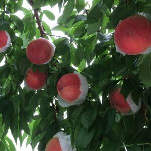 【やみつきリピーター続出】桃通が好む本場山梨の味『硬甘桃』2026年7月中旬より順次発送【配送不可地域：離島・北海道・沖縄県・中国・四国・九州】【1424182】