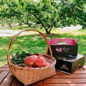 【果汁スプラッシュ日川白鳳】人気品種指定ギフト5年連続TV出演話題ブランド桃2026年6月下旬発送【配送不可地域：離島・北海道・沖縄県・中国・四国・九州】【1465184】