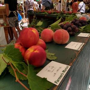 【海外セレブ贈答品】世界レベル糖度16度以上わずか5%『樹上完熟ブランド桃』2026年8月下旬発送【配送不可地域：離島・北海道・沖縄県・中国・四国・九州】【1464209】