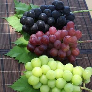 ふるさと納税 2026年先行予約 厳選 シャインマスカット含む3色セット約1.8kg 山梨県山梨市産【配送不可地域：離島】【1467354】