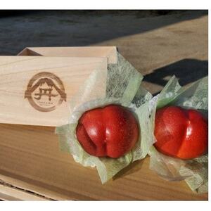 【お中元に贈る方続出】邪気を払う神聖な果物比類なき絶対糖度シャトーネクタリン2026年7月上旬発送【配送不可地域：離島・北海道・沖縄県・中国・四国・九州】【1468765】