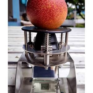 【お中元に贈る方続出】邪気を払う神聖な果物比類なき絶対糖度シャトーネクタリン2026年7月上旬発送【配送不可地域：離島・北海道・沖縄県・中国・四国・九州】【1468765】