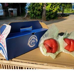 【一度食べたらもう戻れない】マンゴーネクタリンやみつきリピーター続出中2026年7月上旬より発送【配送不可地域：離島・北海道・沖縄県・中国・四国・九州】【1468751】