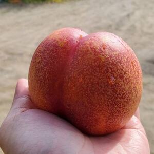 【一度食べたらもう戻れない】マンゴーネクタリンやみつきリピーター続出中2026年7月上旬より発送【配送不可地域：離島・北海道・沖縄県・中国・四国・九州】【1468751】