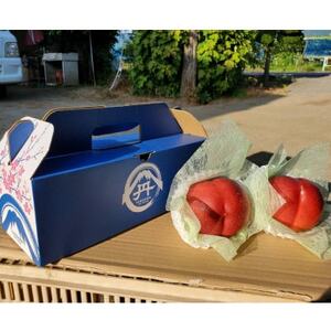 【全国的に出回らない希少桃】マンゴーネクタリンやみつきリピーター続出中2026年7月中旬より発送【配送不可地域：離島・北海道・沖縄県・中国・四国・九州】【1468752】