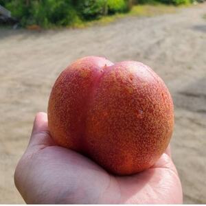 【全国的に出回らない希少桃】マンゴーネクタリンやみつきリピーター続出中2026年7月中旬より発送【配送不可地域：離島・北海道・沖縄県・中国・四国・九州】【1468752】