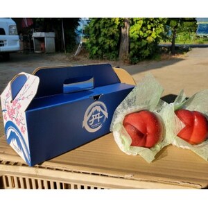 【果汁溢れるクセになる新感覚】マンゴーネクタリンやみつきリピーター続出中2026年7月下旬より発送【配送不可地域：離島・北海道・沖縄県・中国・四国・九州】【1468753】