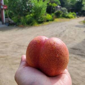 【果汁溢れるクセになる新感覚】マンゴーネクタリンやみつきリピーター続出中2026年7月下旬より発送【配送不可地域：離島・北海道・沖縄県・中国・四国・九州】【1468753】