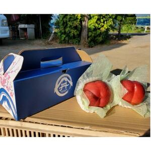 【要人も絶賛する幻の果実】高糖度マンゴーネクタリンやみつきリピーター続出中2026年8月上旬より発送【配送不可地域：離島・北海道・沖縄県・中国・四国・九州】【1468754】