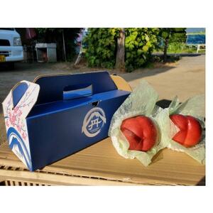 【お盆に喜ばれる贈り物】マンゴーネクタリンやみつきリピーター続出中2026年8月中旬より発送【配送不可地域：離島・北海道・沖縄県・中国・四国・九州】【1468755】