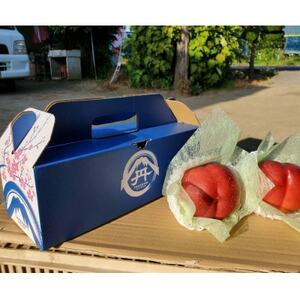 【脳を揺さぶる圧倒的糖度】マンゴーネクタリンやみつきリピーター続出中2026年8月下旬より発送【配送不可地域：離島・北海道・沖縄県・中国・四国・九州】【1468756】