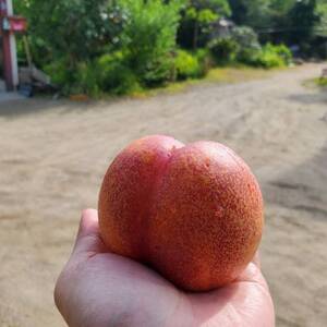 【脳を揺さぶる圧倒的糖度】マンゴーネクタリンやみつきリピーター続出中2026年8月下旬より発送【配送不可地域：離島・北海道・沖縄県・中国・四国・九州】【1468756】