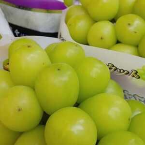 【2026年先行予約】2026年10月上旬発送「牧丘天空の丘シャインマスカット」約1kg(2～3房)【配送不可地域：離島・沖縄県】【1473189】