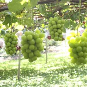 【2026年先行予約】2026年10月上旬発送「牧丘天空の丘シャインマスカット」約1kg(2～3房)【配送不可地域：離島・沖縄県】【1473189】