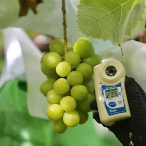 【2026年先行予約】2026年10月上旬発送「牧丘天空の丘シャインマスカット」約1kg(2～3房)【配送不可地域：離島・沖縄県】【1473189】