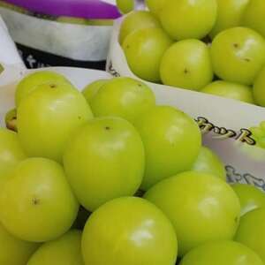 【2026年先行受付】2026年9月中旬発送「牧丘天空の丘シャインマスカット」約1kg(2～3房)【配送不可地域：離島・沖縄県】【1473199】