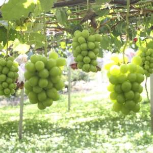 【2026年先行受付】2026年9月中旬発送「牧丘天空の丘シャインマスカット」約1kg(2～3房)【配送不可地域：離島・沖縄県】【1473199】