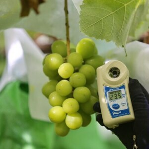 【2026年先行受付】2026年9月中旬発送「牧丘天空の丘シャインマスカット」約1kg(2～3房)【配送不可地域：離島・沖縄県】【1473199】