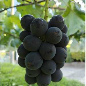 【2026年先行受付】2026年9月中旬発送「幻の牧丘天空の丘キング巨峰」 約1kg(2～3房)【配送不可地域：離島・沖縄県】【1473331】