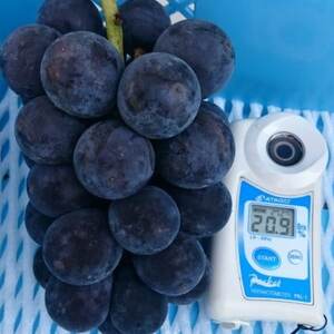 【2026年先行受付】2026年9月下旬発送「幻の牧丘天空の丘キング巨峰」 約1kg(2~3房)【配送不可地域:離島・沖縄県】【1473334】