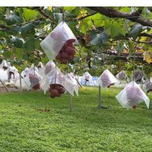 【2026年先行受付】2026年9月中旬発送「牧丘天空クイーンニーナ」約1kg(2~3房)【配送不可地域:離島・沖縄県】【1473341】