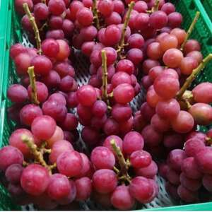 【2026年先行受付】2026年9月中旬発送「牧丘天空クイーンニーナ」約1kg(2~3房)【配送不可地域:離島・沖縄県】【1473341】